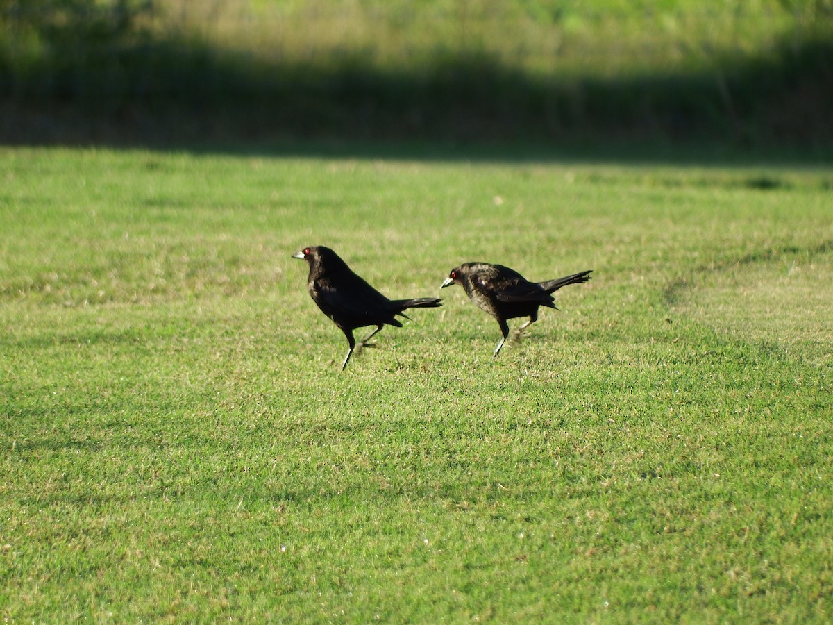 Bronzed Cowbird - ML266210331