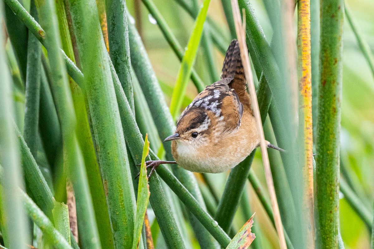 Marsh Wren - ML266211341