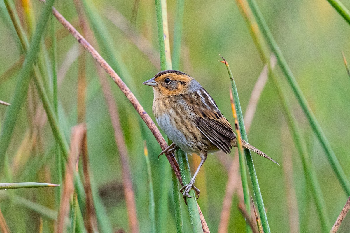 Nelson's Sparrow - ML266211471