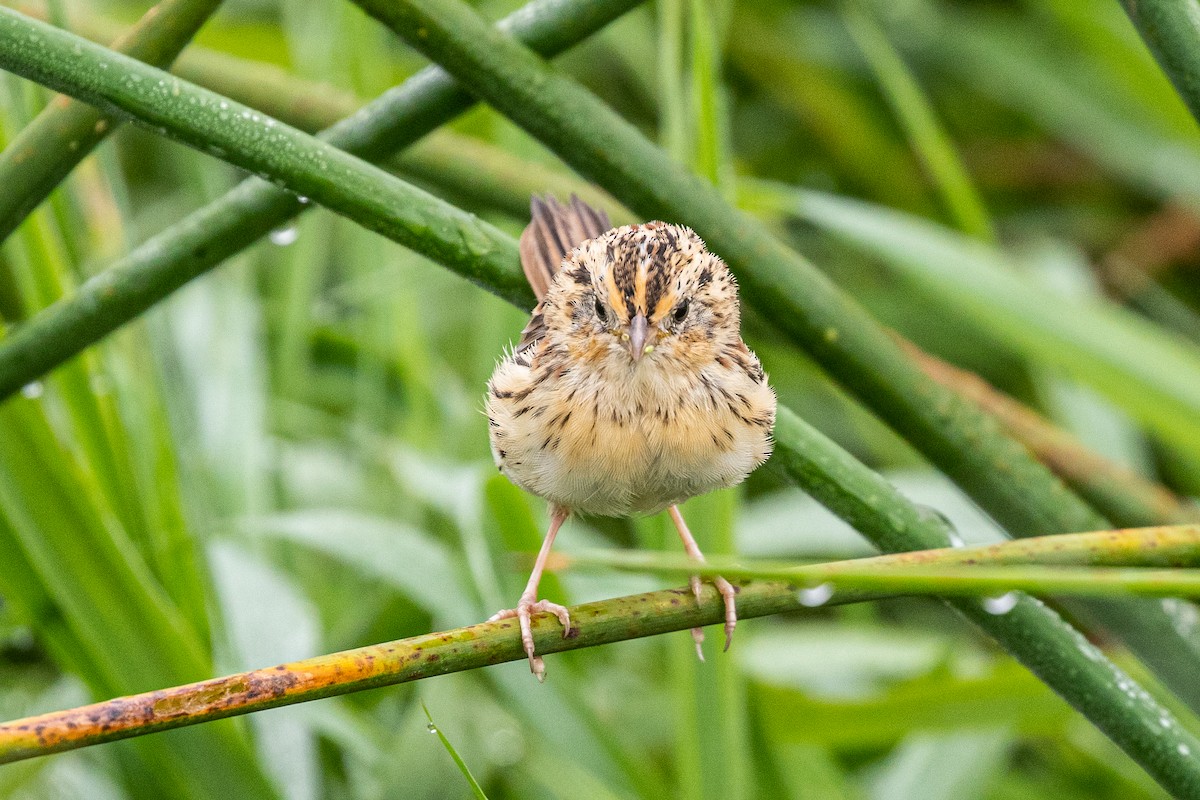 LeConte's Sparrow - ML266211731