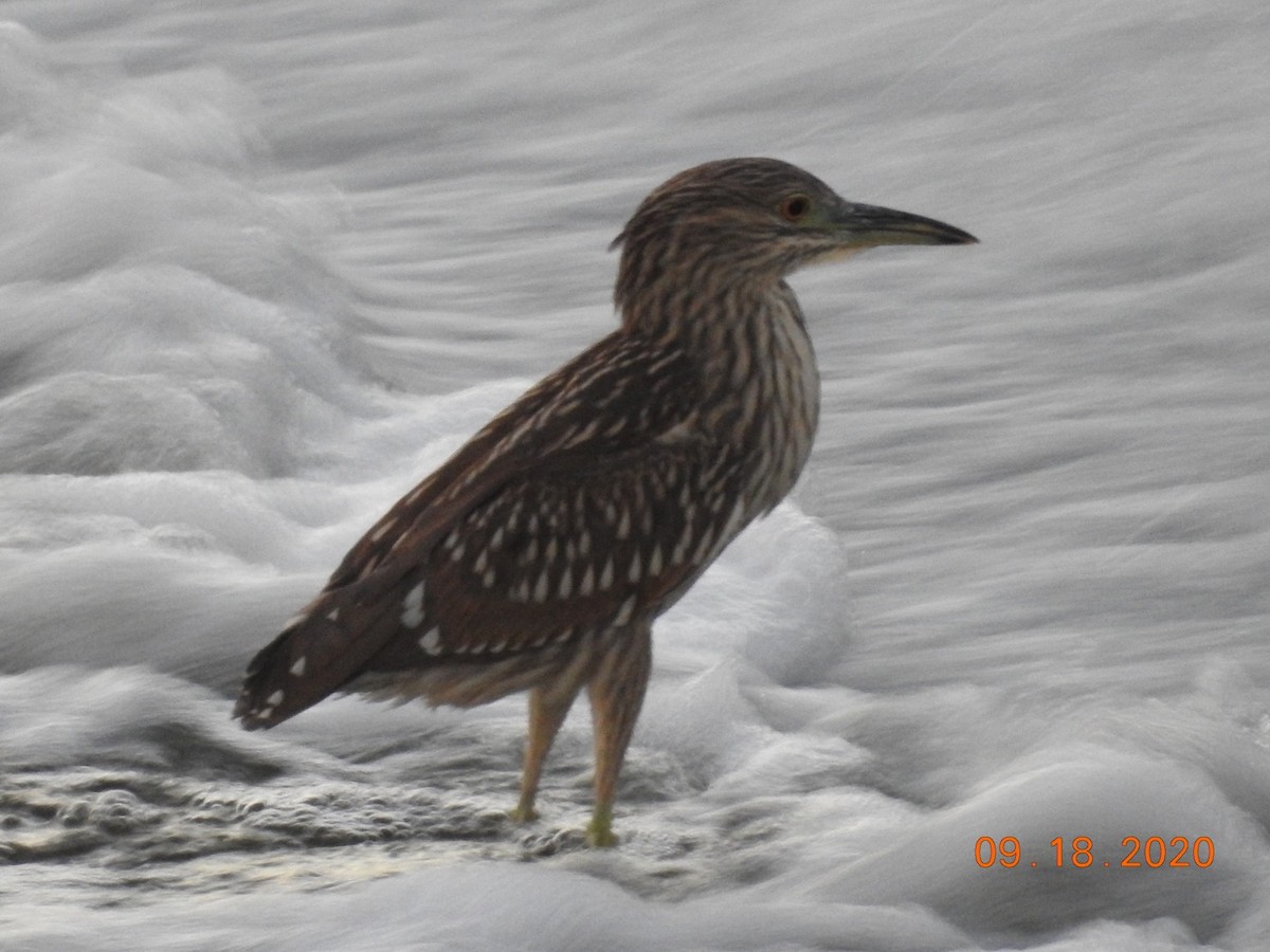 Black-crowned Night Heron - eric elvert