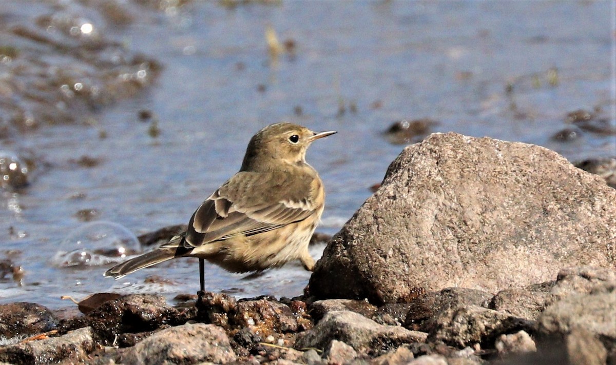 Pipit d'Amérique - ML266213881