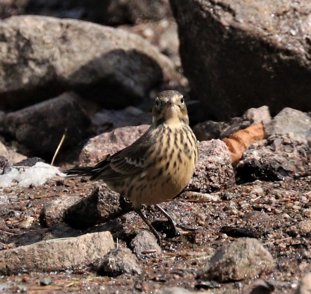 Pipit d'Amérique - ML266213891