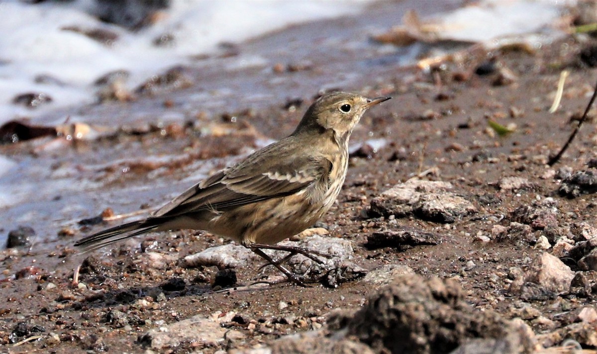 Pipit d'Amérique - ML266213921