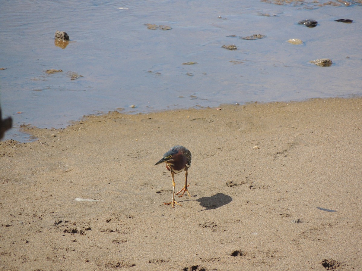 Green Heron - ML266214431