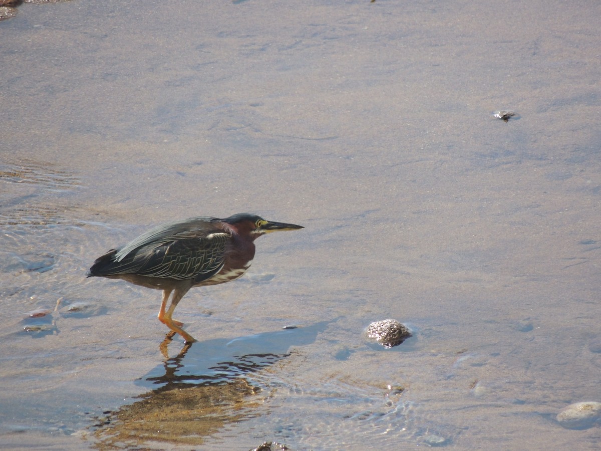 Green Heron - ML266214471