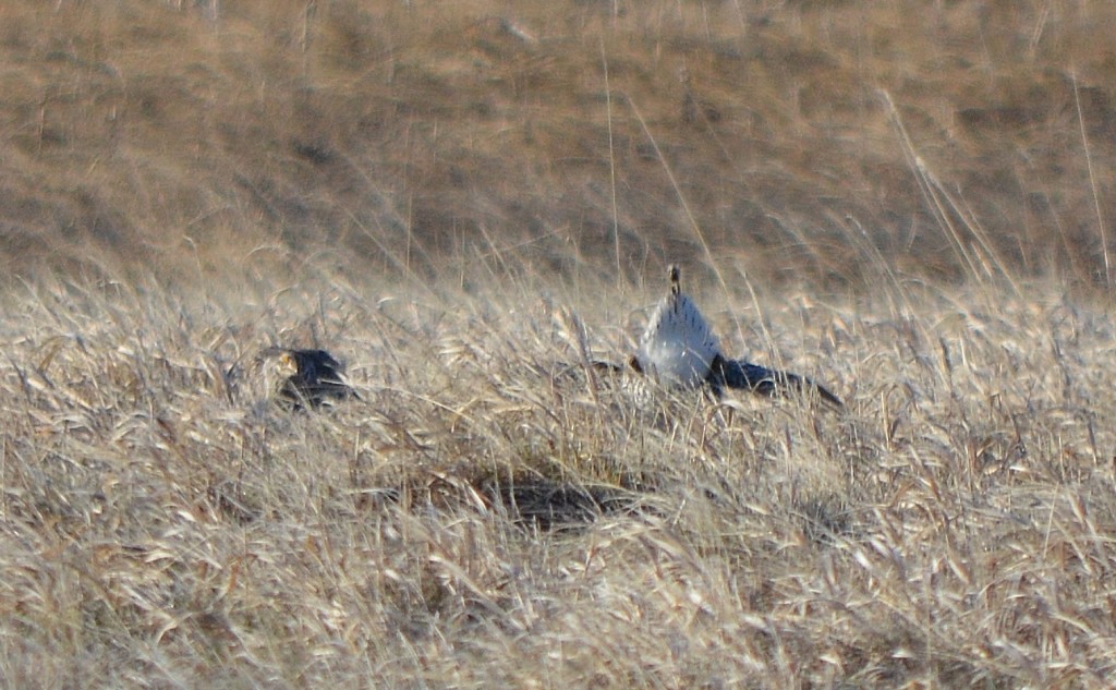 Sharp-tailed Grouse - ML26621451