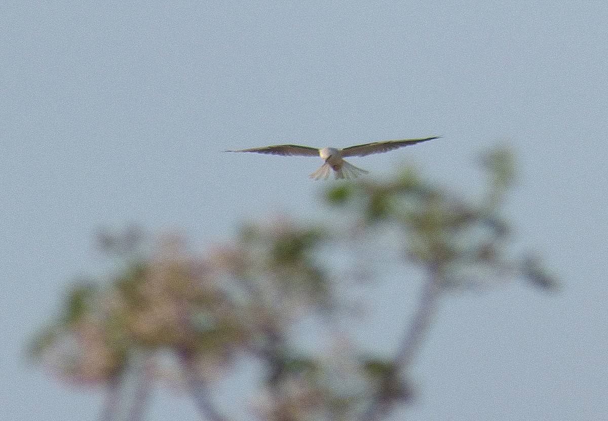 White-tailed Kite - ML266216541