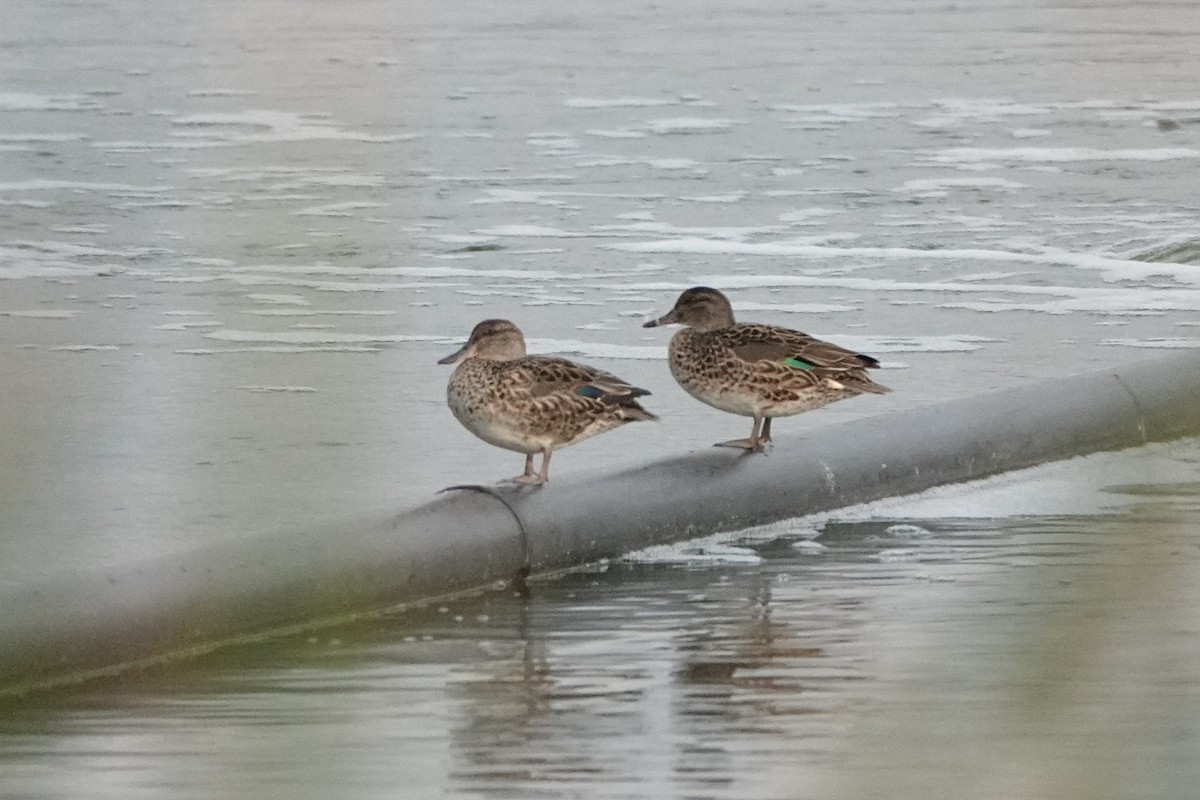 Green-winged Teal - ML266217351