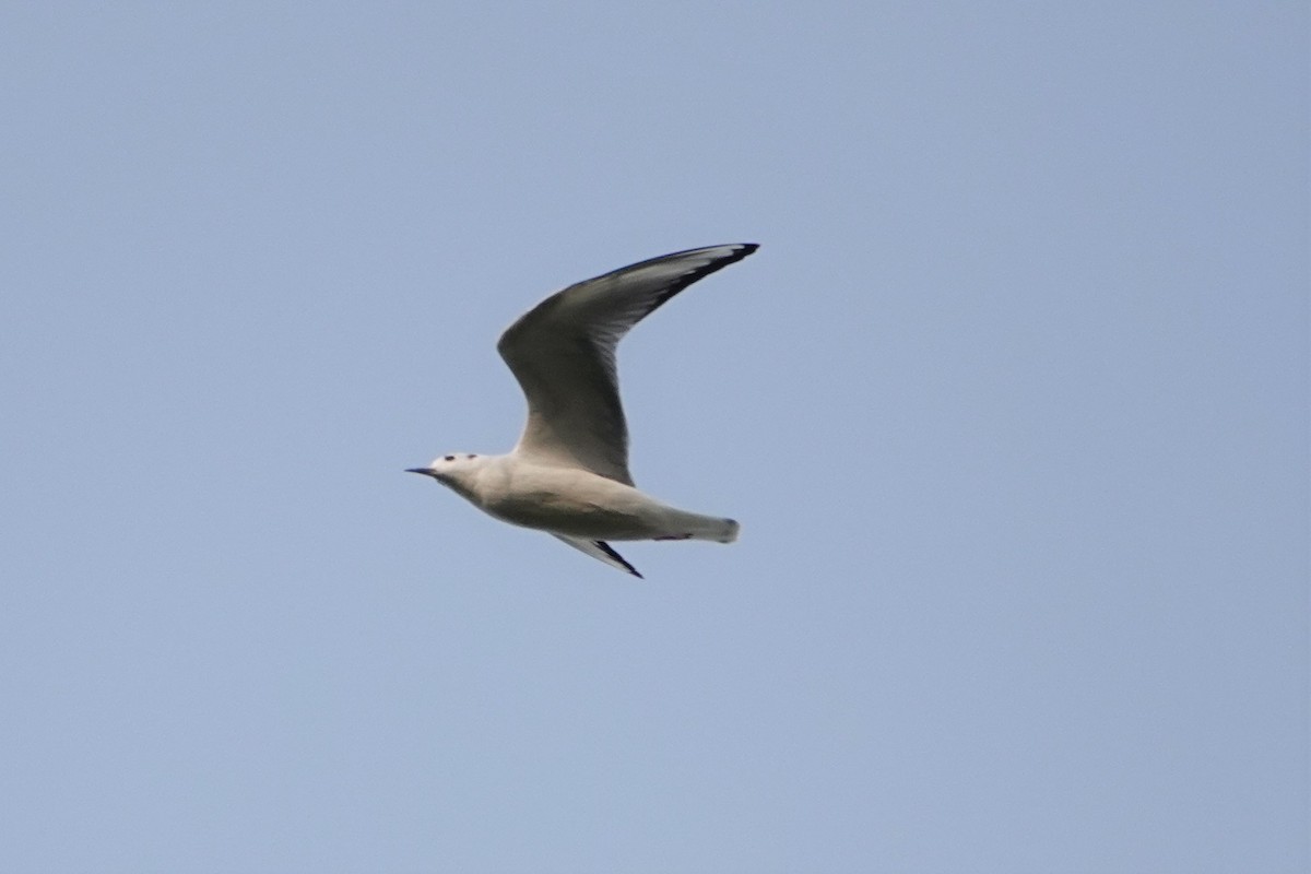 Bonaparte's Gull - ML266217681