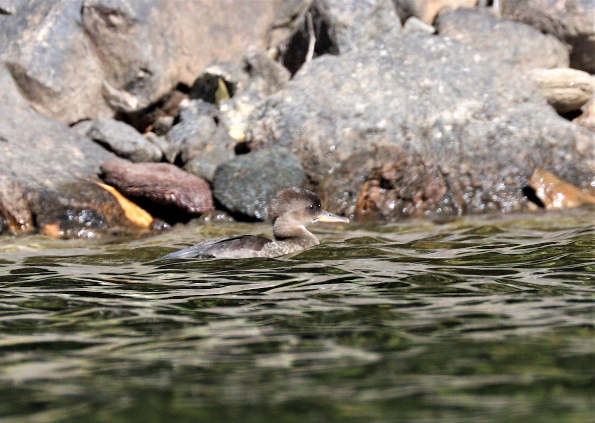 Hooded Merganser - Lynda Noel