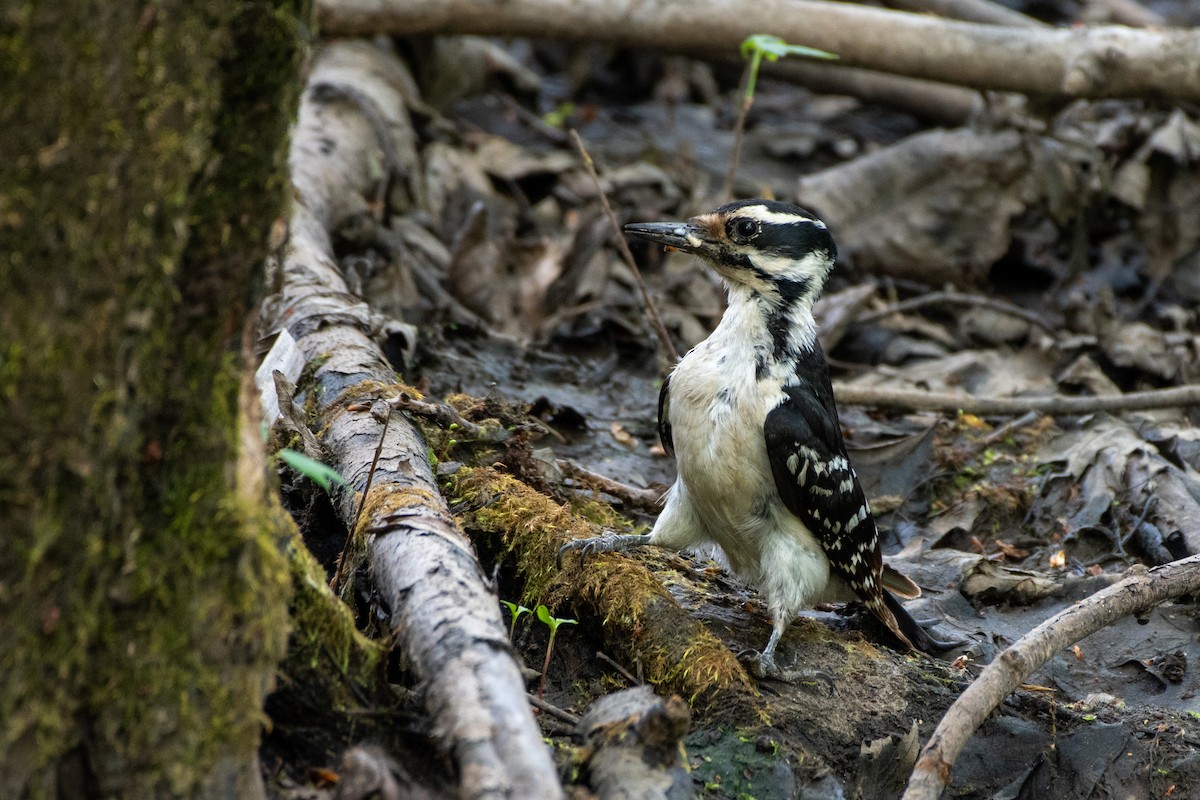 Hairy Woodpecker - ML266217781