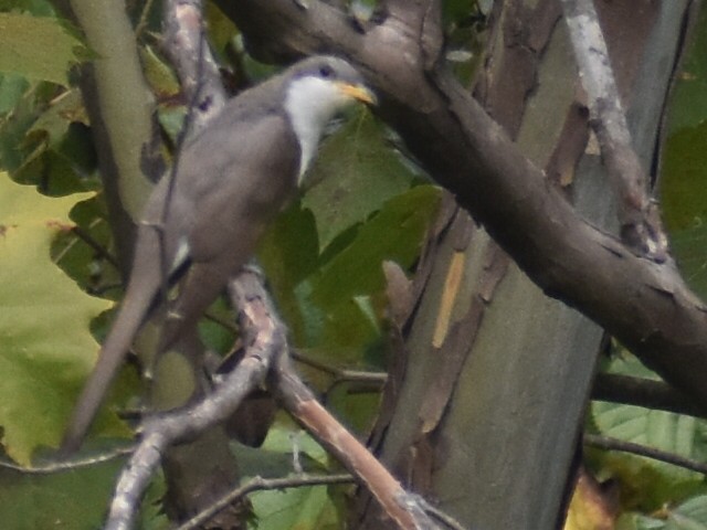 Yellow-billed Cuckoo - ML266220481