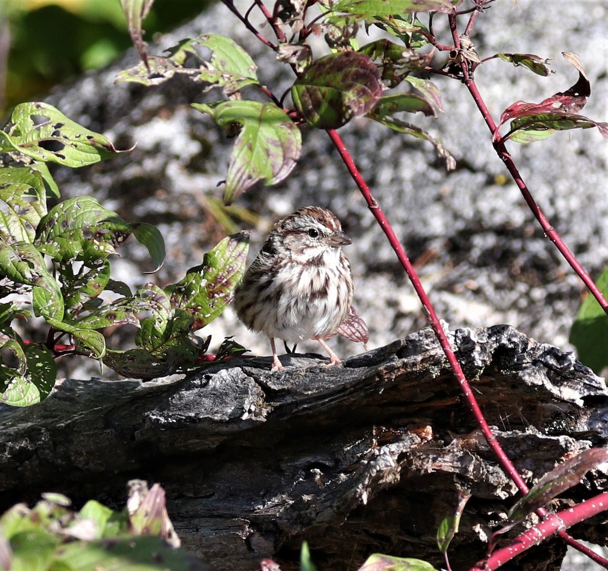 Song Sparrow - ML266220981
