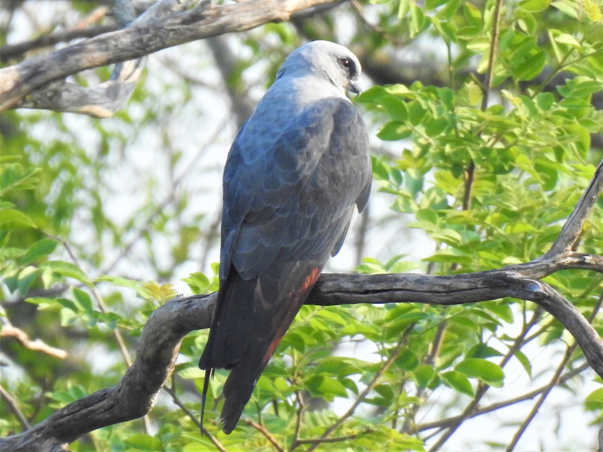 Plumbeous Kite - ML266221781