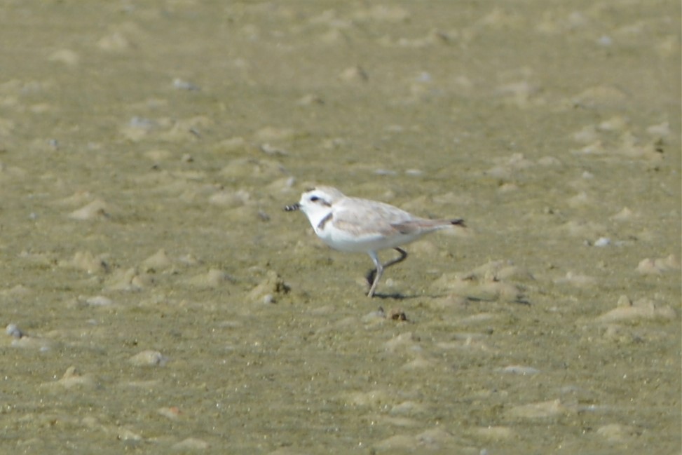 Snowy Plover - ML26622211