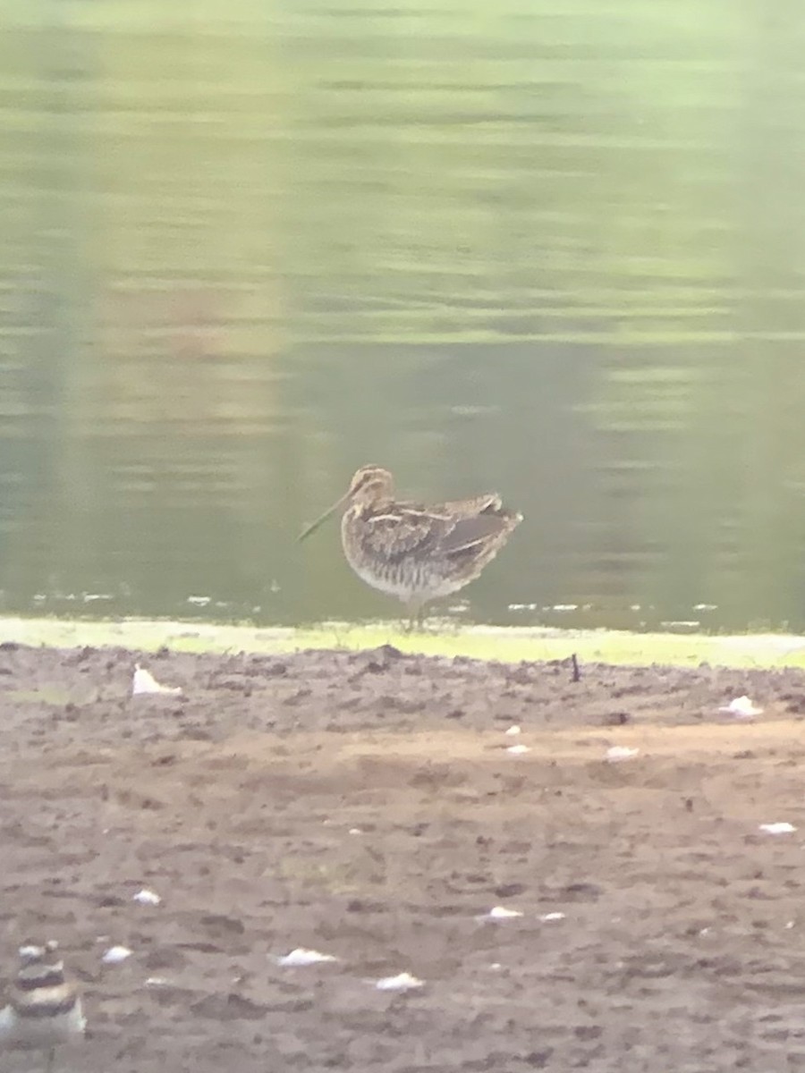 Wilson's Snipe - ML266222361