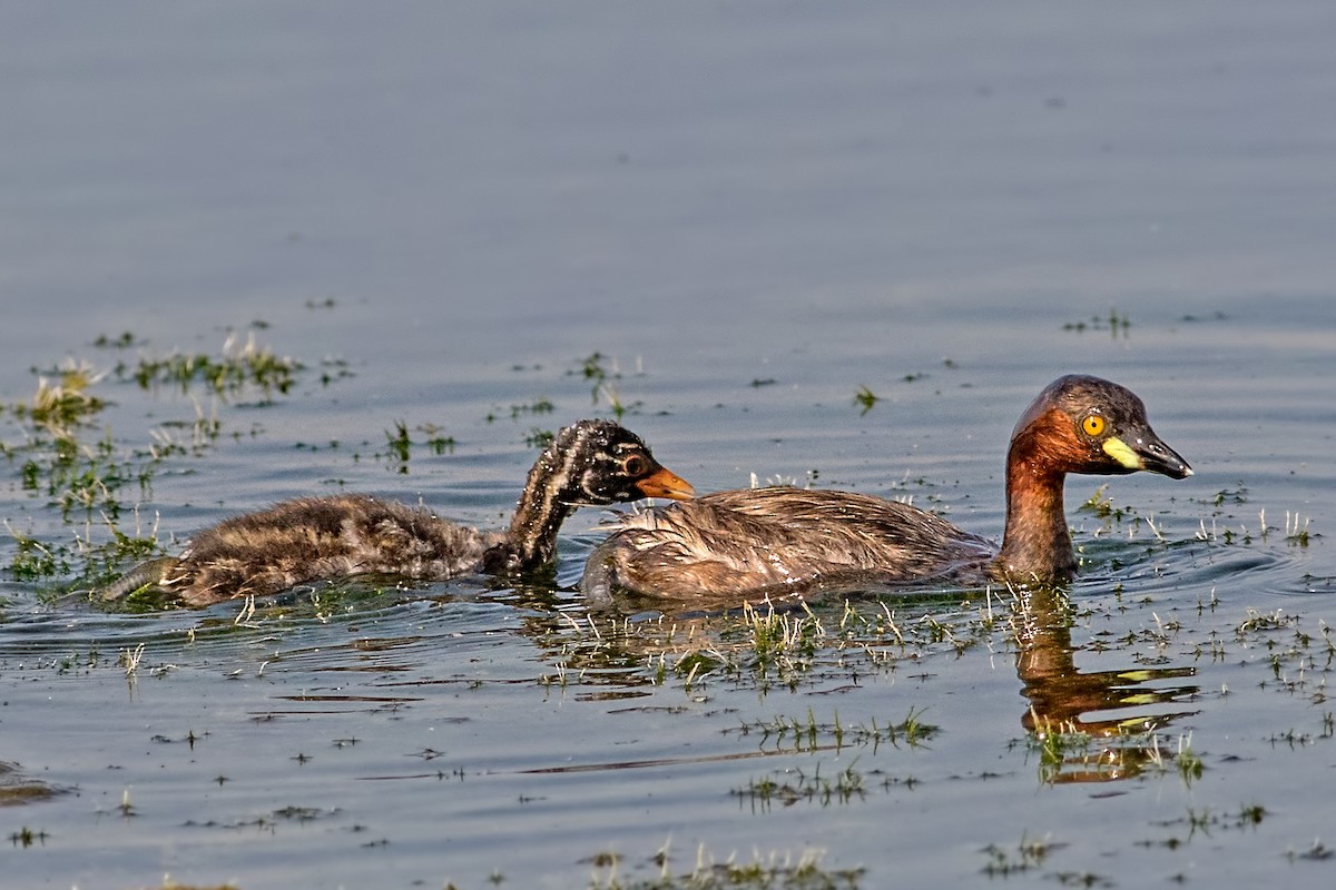 Little Grebe - ML266222761