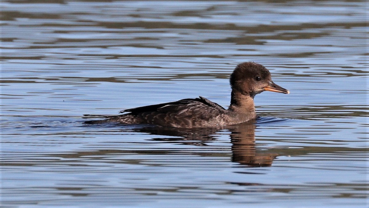 Hooded Merganser - Lynda Noel