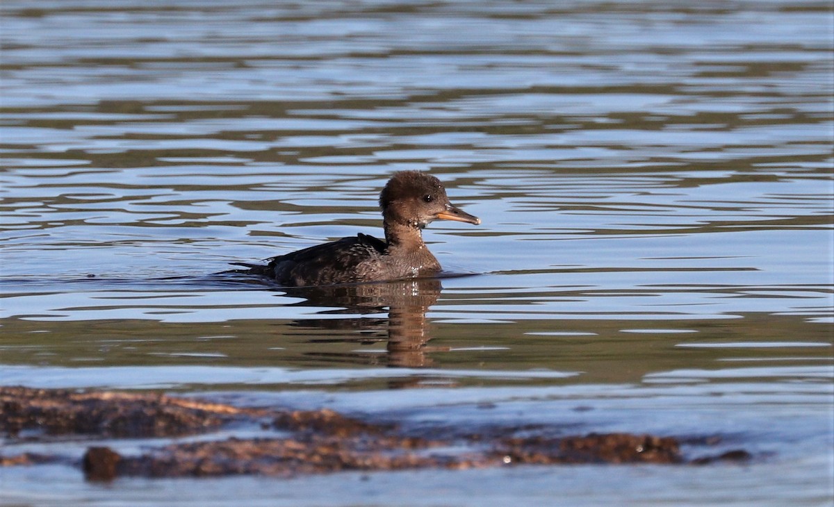 Hooded Merganser - Lynda Noel