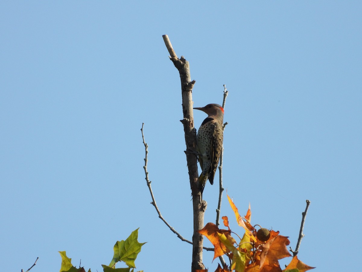 Northern Flicker - ML266223591