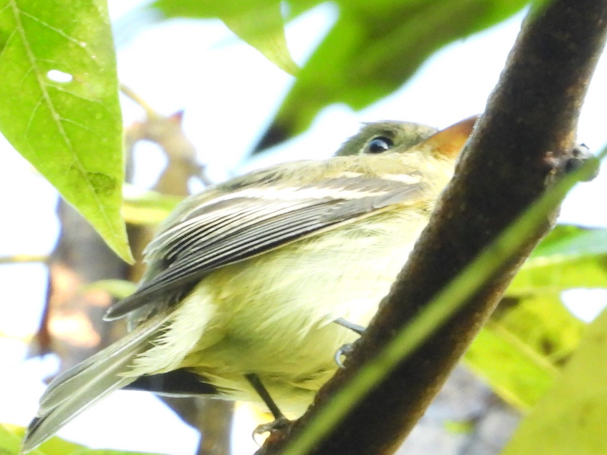 Yellow-bellied Flycatcher - ML266223611