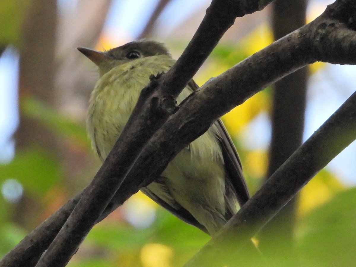 Yellow-bellied Flycatcher - ML266223621