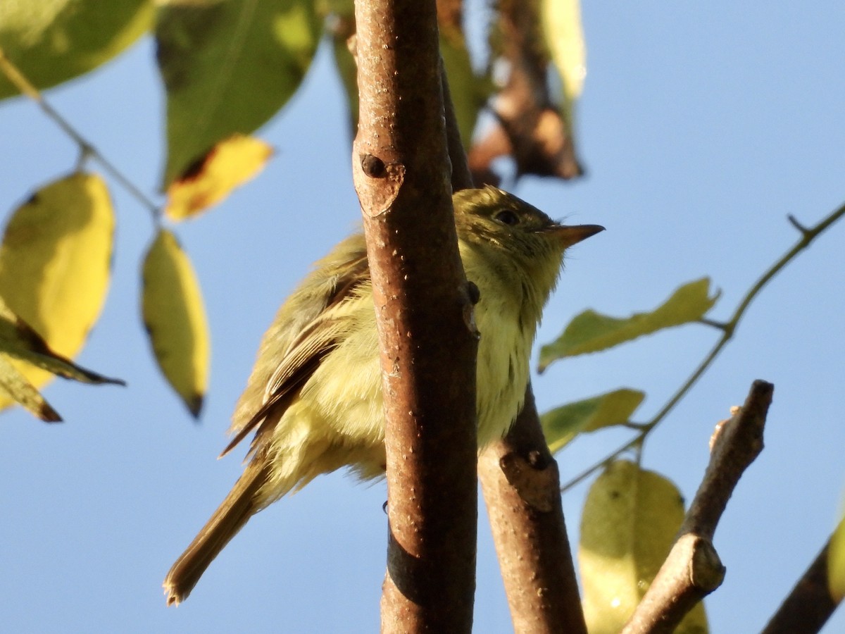 Yellow-bellied Flycatcher - ML266223651