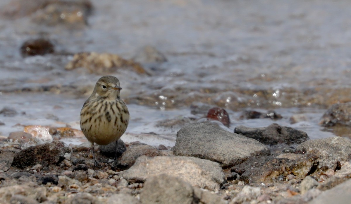 American Pipit - ML266224061