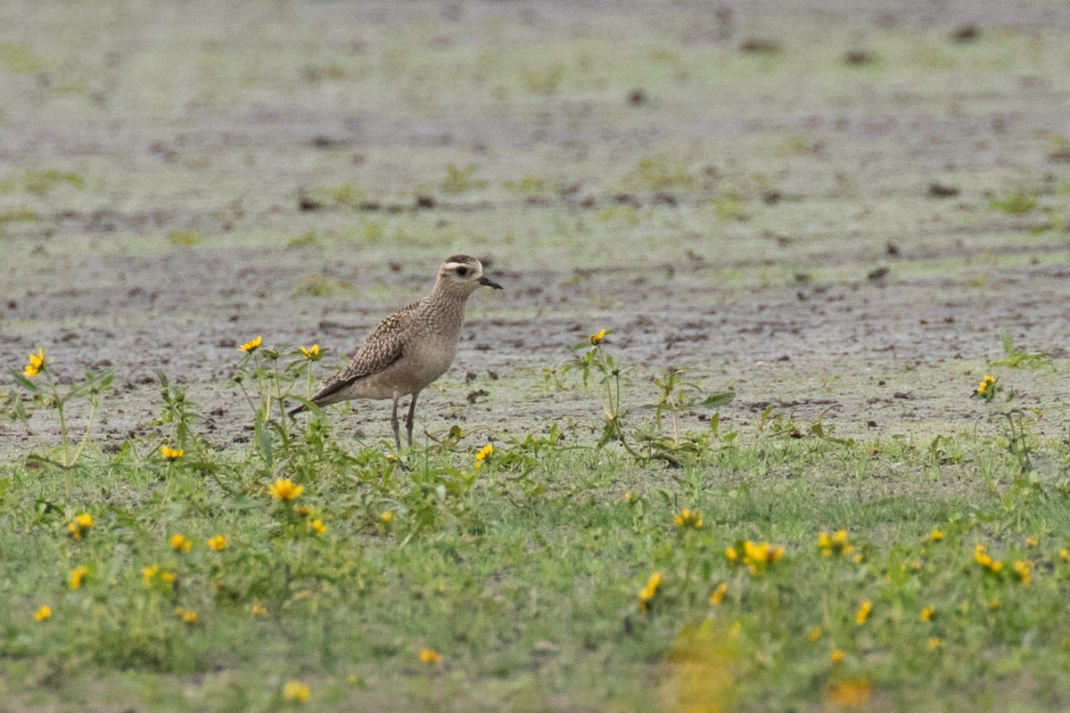 American Golden-Plover - ML266224331