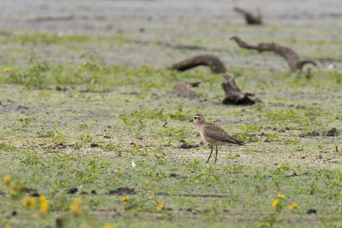 American Golden-Plover - ML266224341