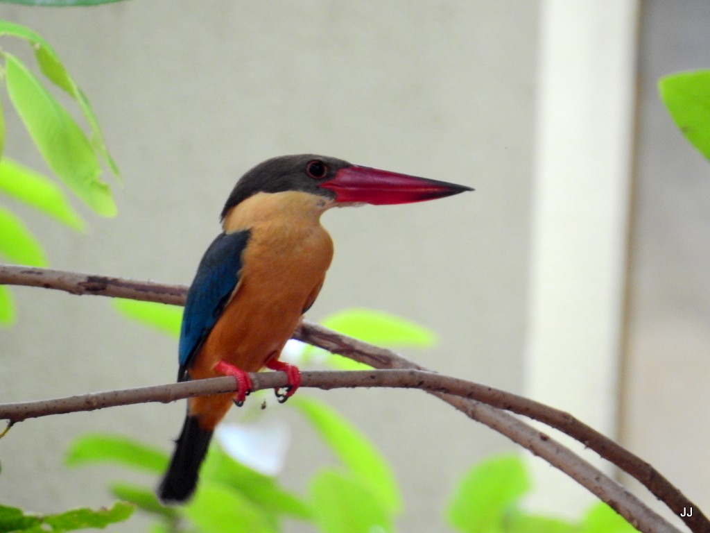 Stork-billed Kingfisher - Jaichand Johnson