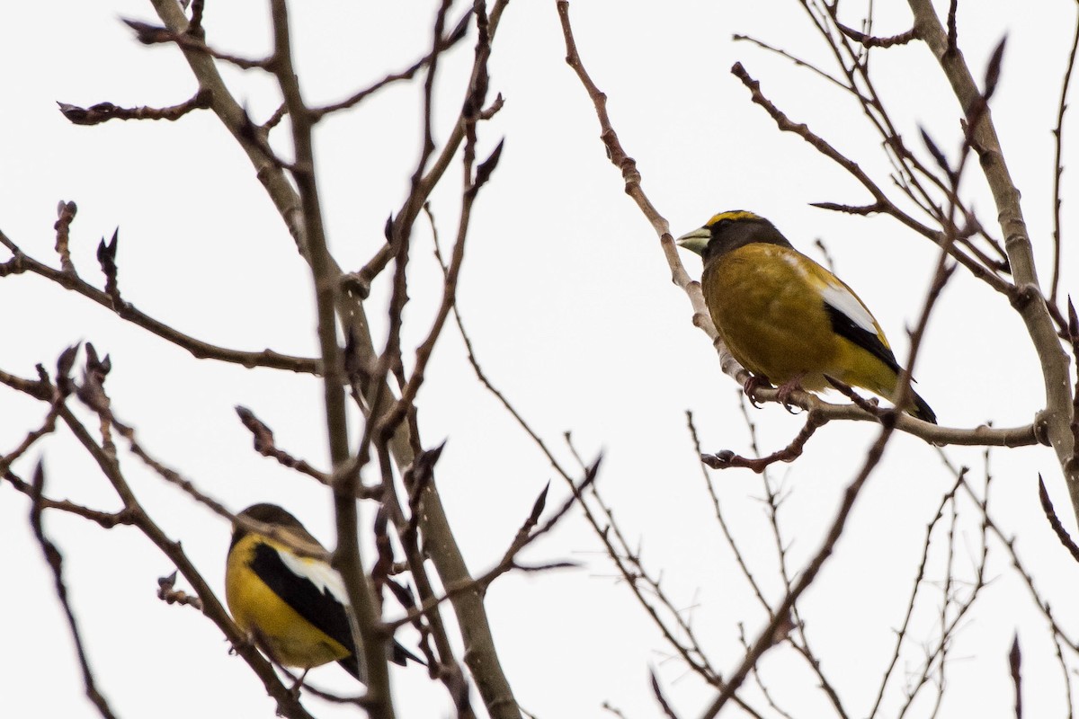 Evening Grosbeak - ML26622561