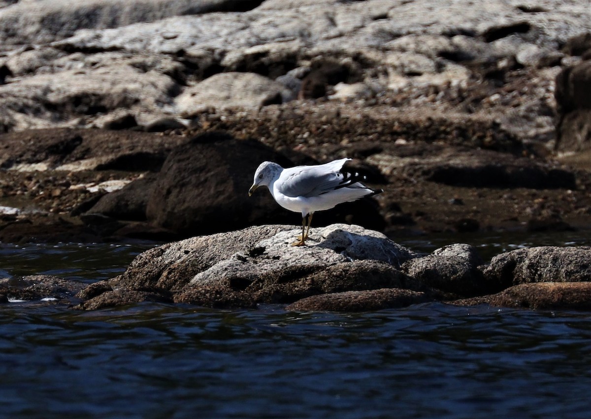 Ring-billed Gull - ML266226461