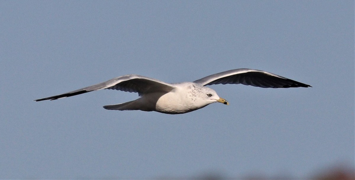 Ring-billed Gull - ML266226581