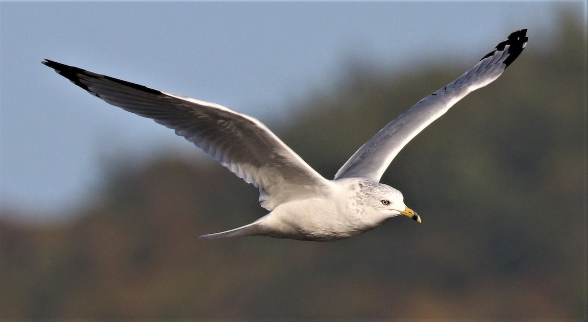 Ring-billed Gull - ML266226591