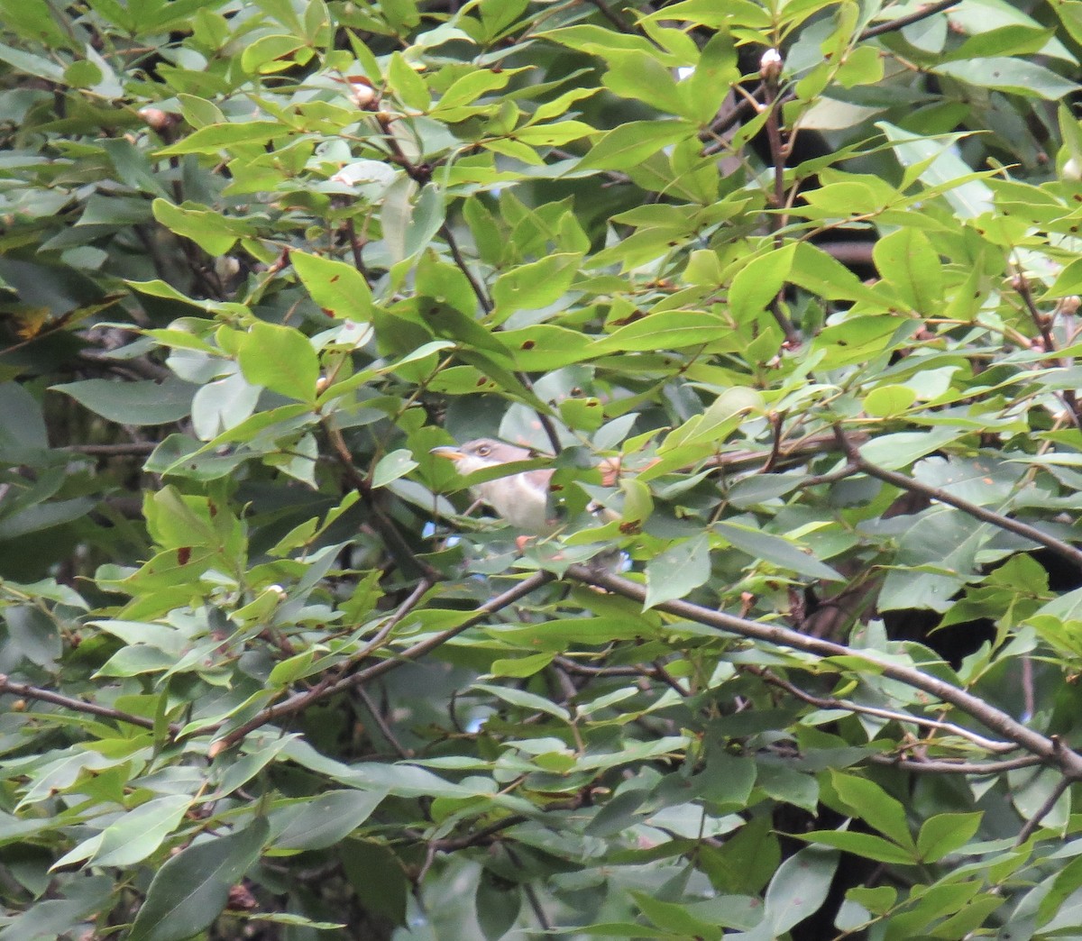 Yellow-billed Cuckoo - ML266227151