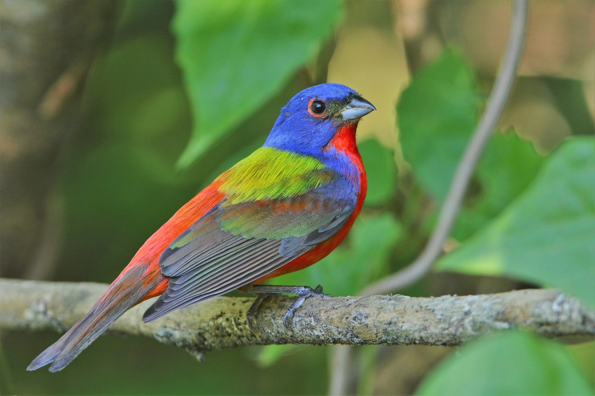 Painted Bunting - David Hollie