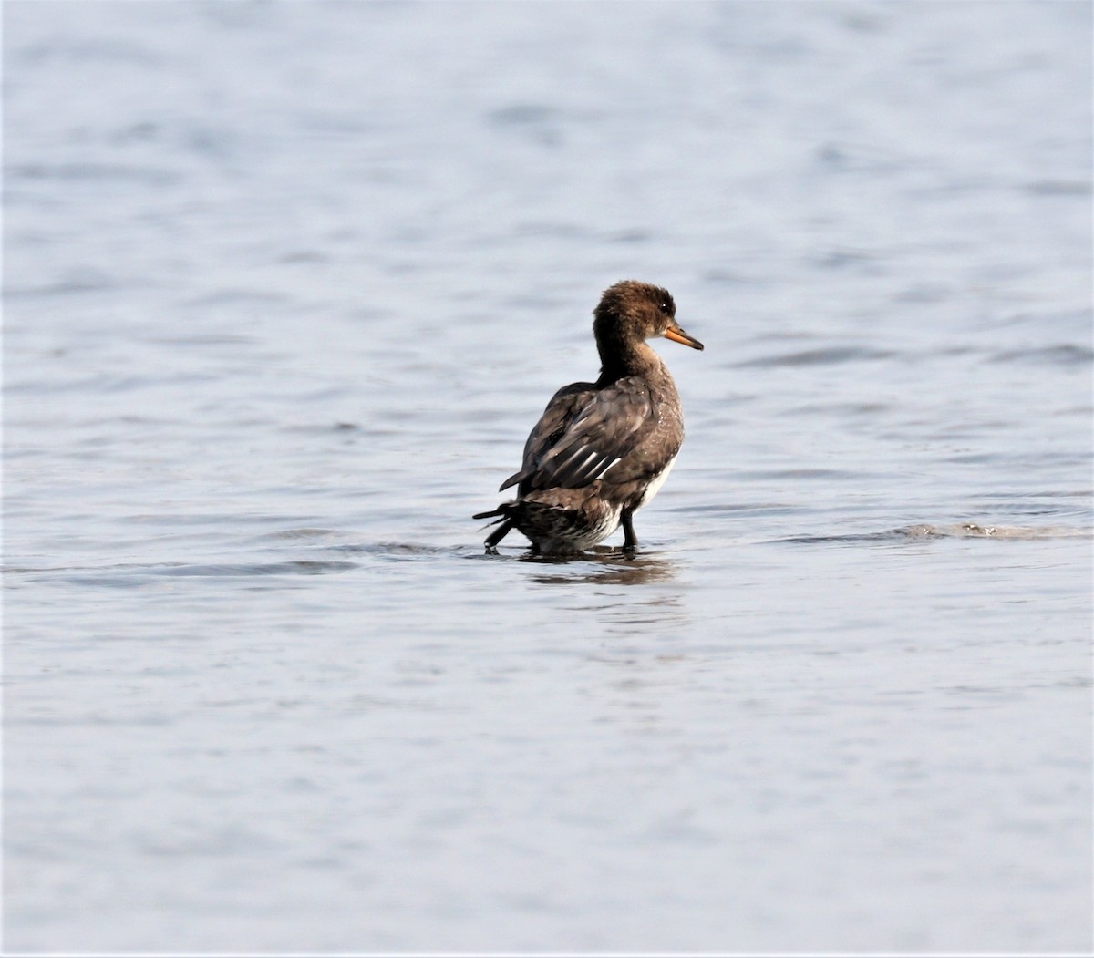 Hooded Merganser - Lynda Noel