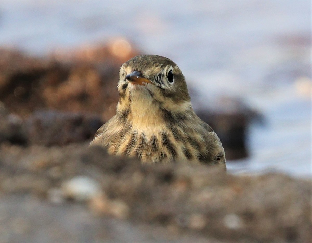 Pipit d'Amérique - ML266229361