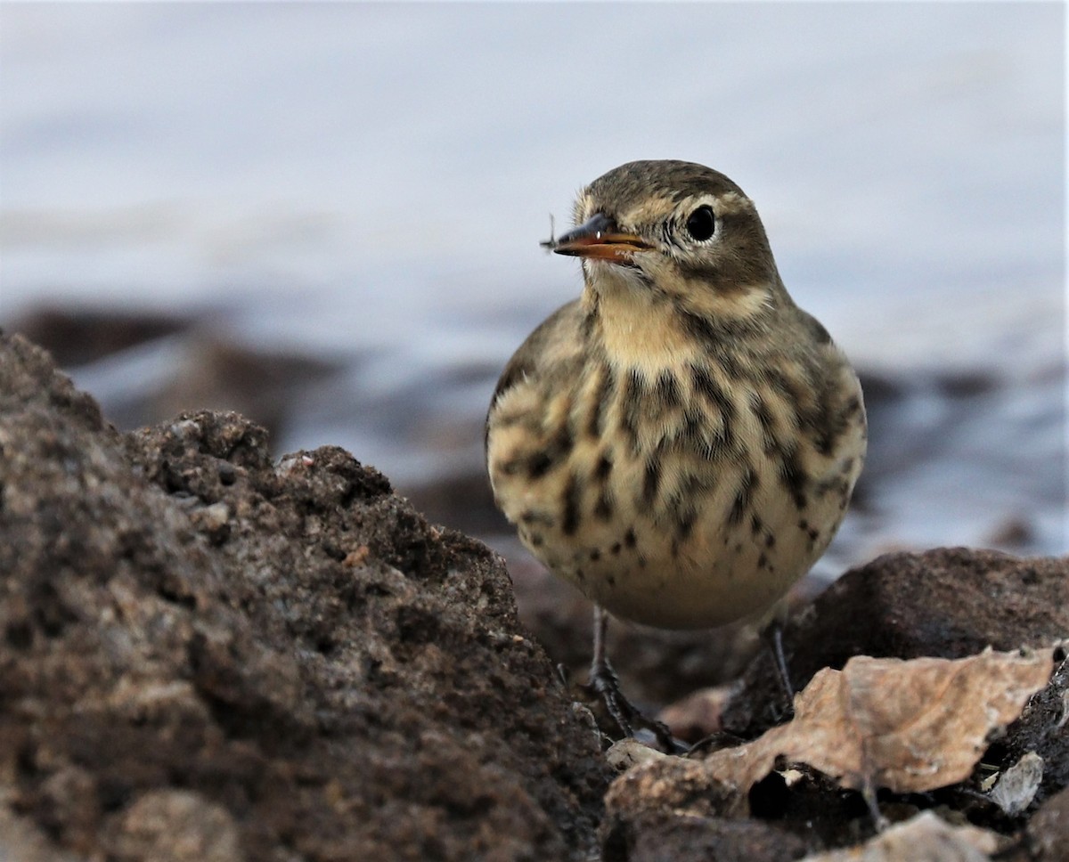 American Pipit - ML266229421