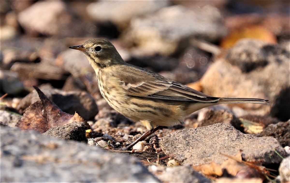 Pipit d'Amérique - ML266229431