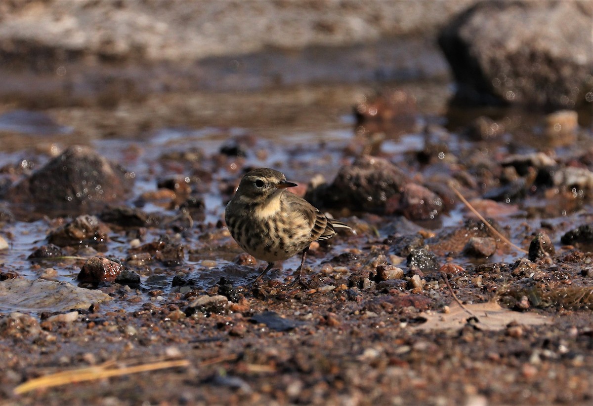 Pipit d'Amérique - ML266229451