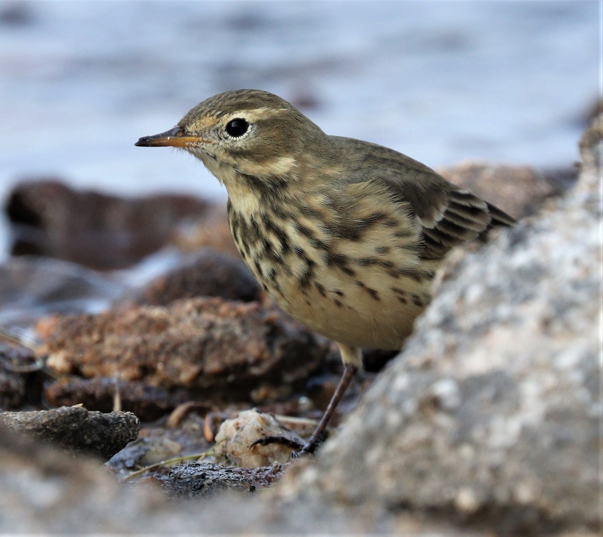 American Pipit - Lynda Noel