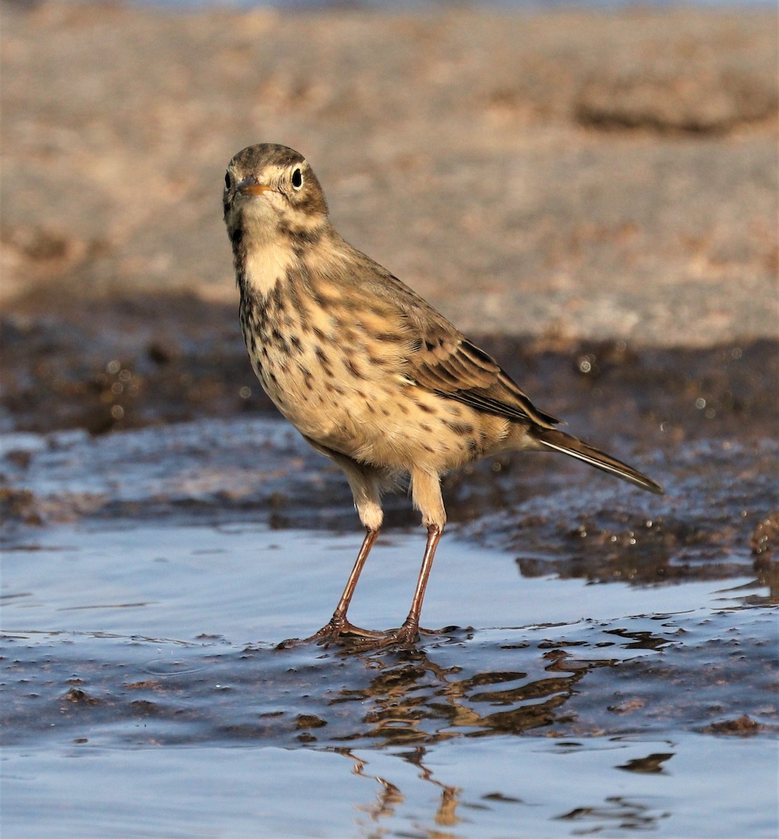 Pipit d'Amérique - ML266229501