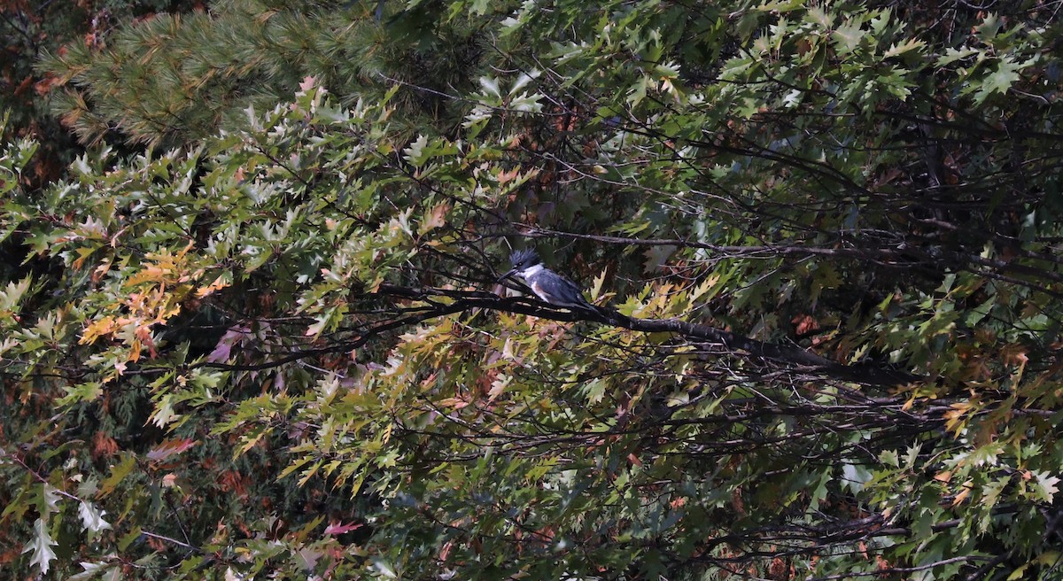 Belted Kingfisher - ML266229821