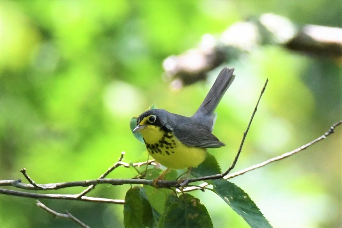 Canada Warbler - ML266229871