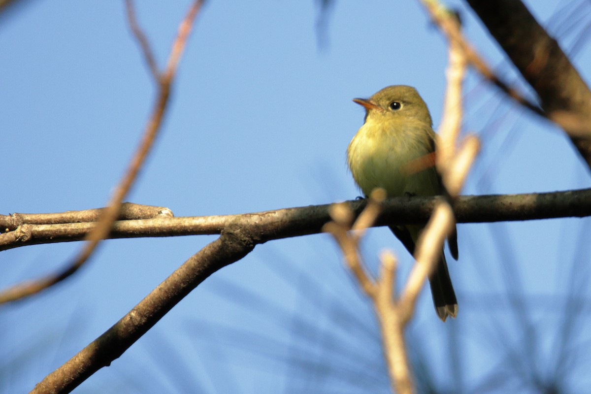 Yellow-bellied Flycatcher - ML266230711