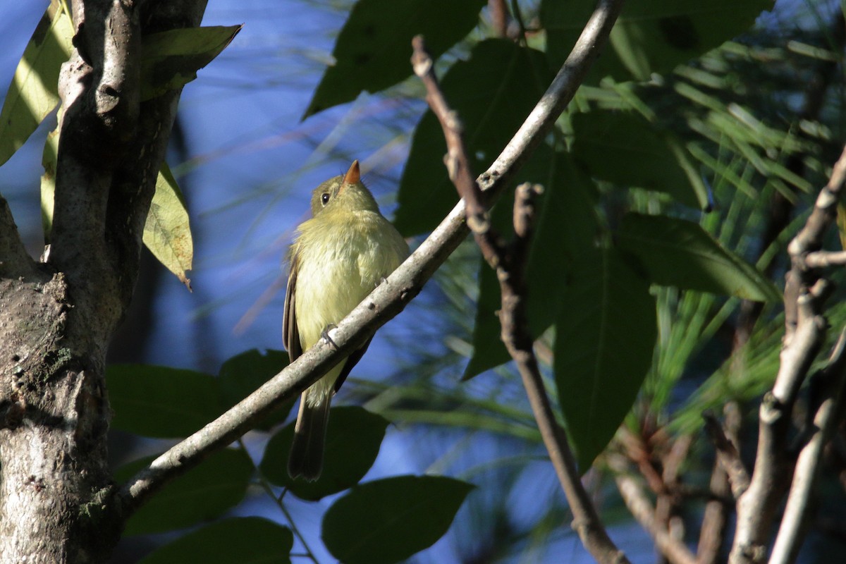 Yellow-bellied Flycatcher - ML266230731