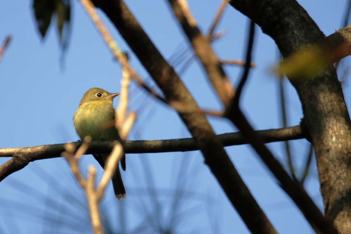 Yellow-bellied Flycatcher - ML266230901